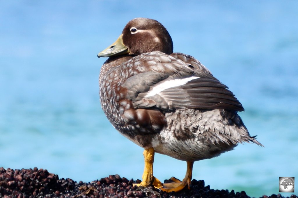 While the female Falkland steamer duck is easily identified thanks to her olive-green beak.