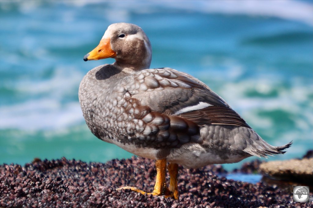 The male Falkland steamer duck is easily identified thanks to his orange-coloured beak.