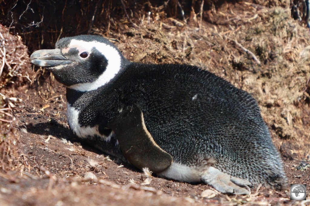 A Magellanic penguin at Rookery Bay.