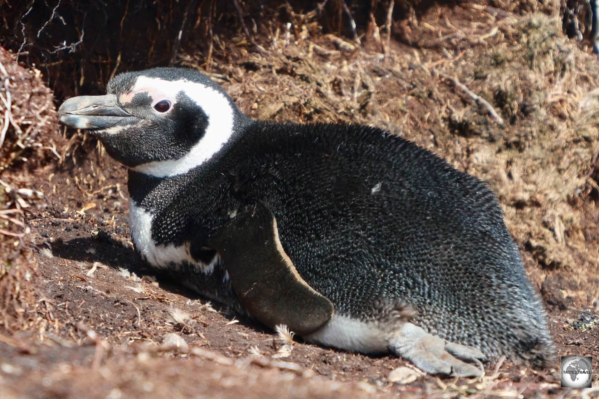 A Magellanic penguin, sitting outside its nest, at Rookery Bay.