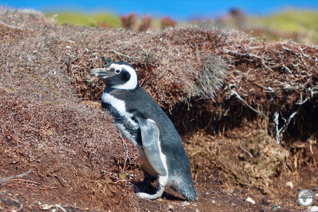 A nesting Magellanic penguin at Rookery Bay.