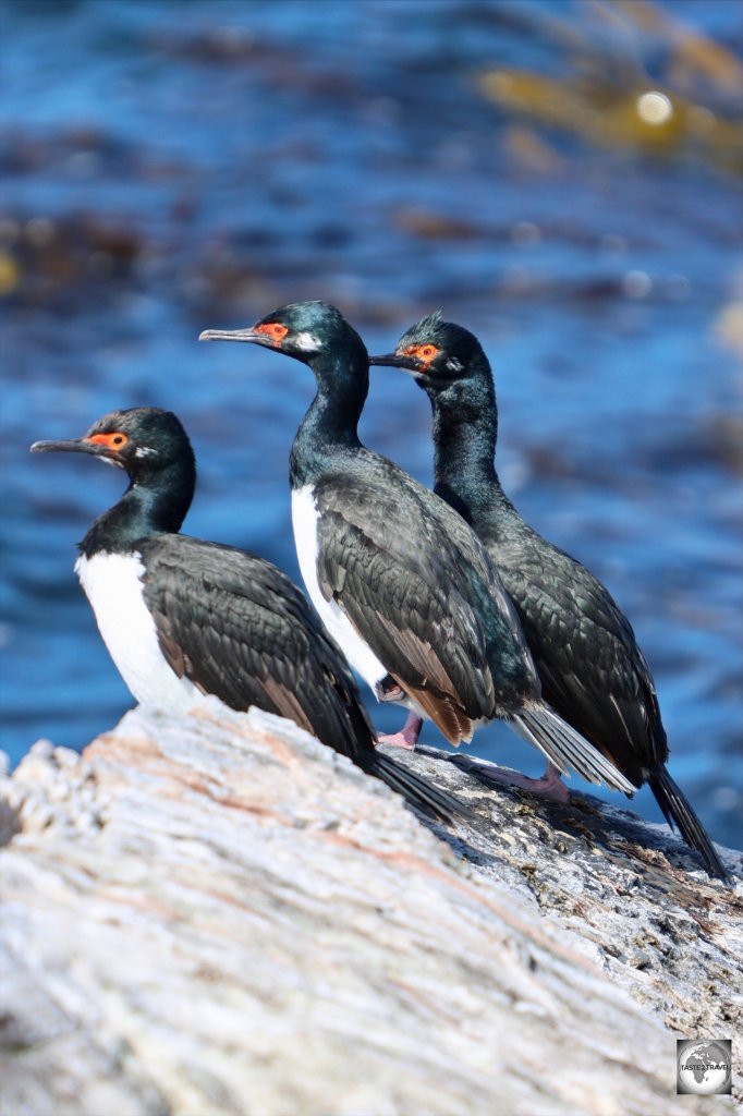 Rock shags at Rookery Bay.