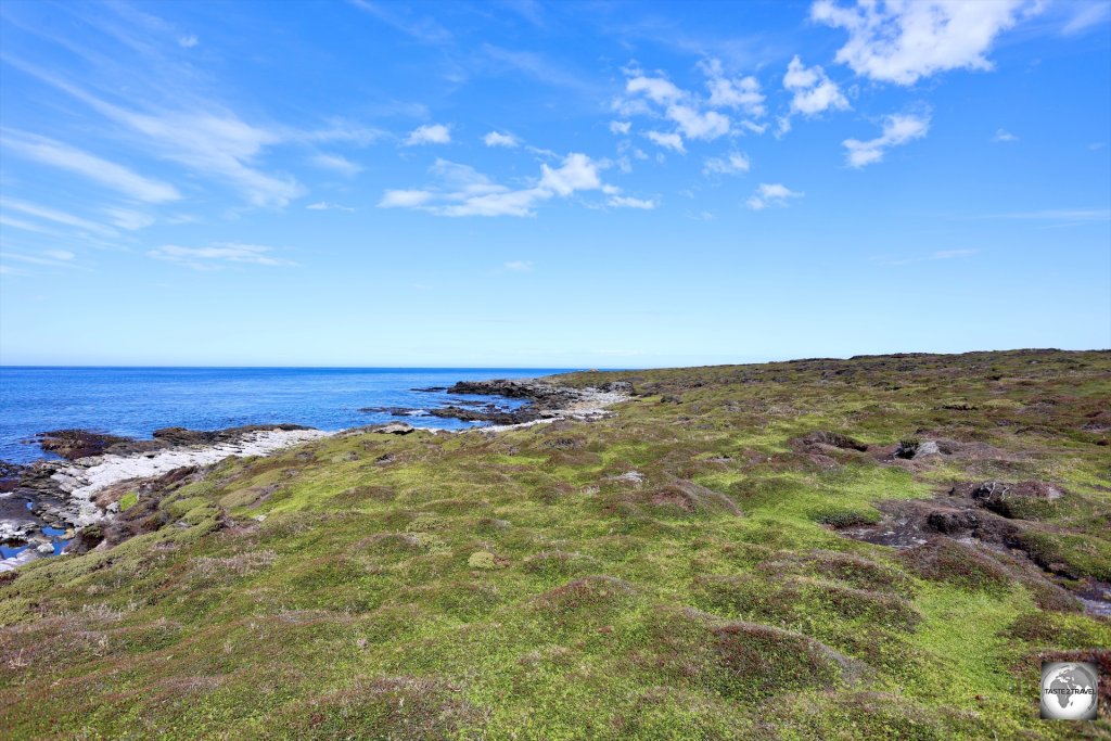 The soft, peat ground at Rookery Bay provides an ideal nesting ground for burrowing Magellanic penguins.