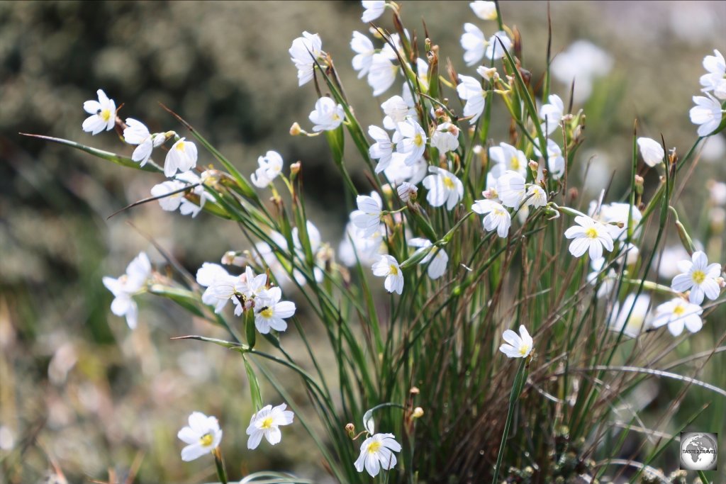 A common sight along the coast, the Pale Maiden is a native species of plant and has been voted the national flower of the Falklands.