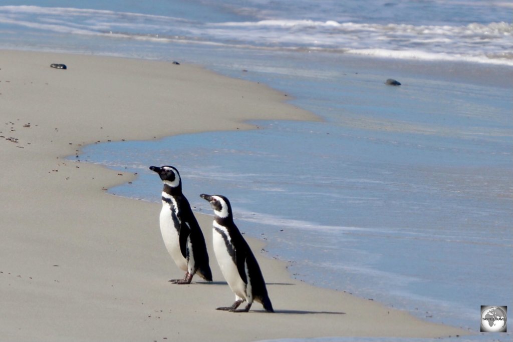 Magellanic penguins, emerging from the surf, at Rookery Bay.
