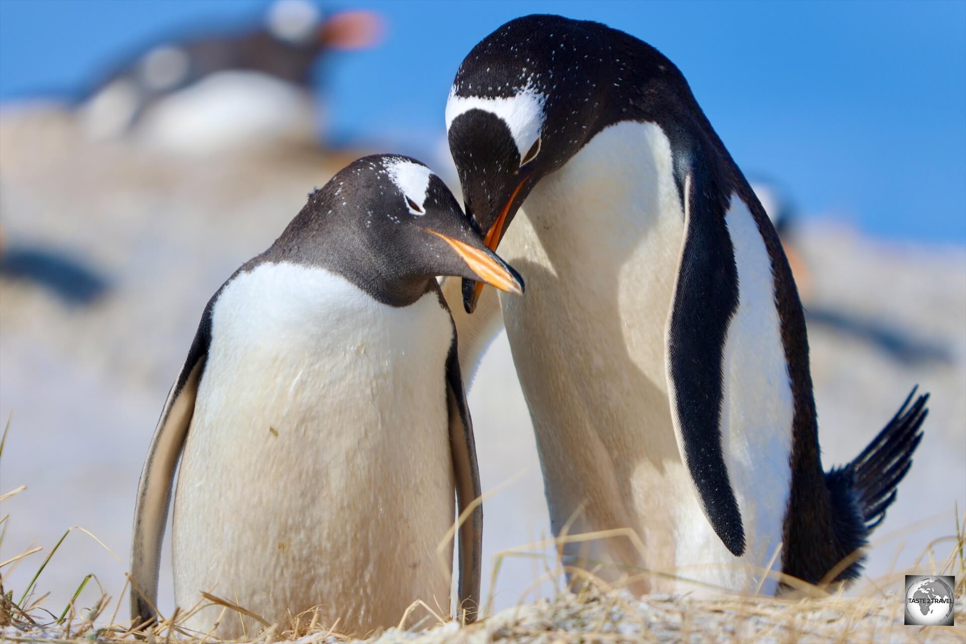 Gentoo penguins at the Yorke Point colony.