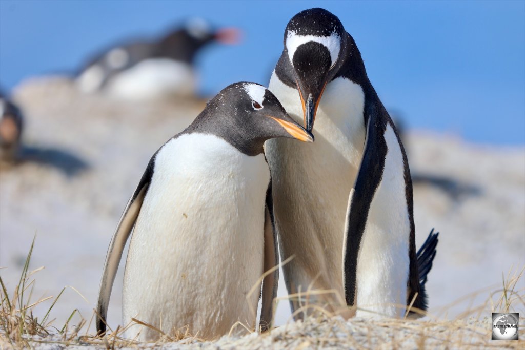 Gentoo penguins at the Yorke Point penguin colony.