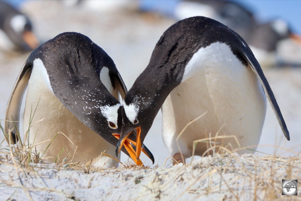 Gentoo penguins at the Yorke Point colony.