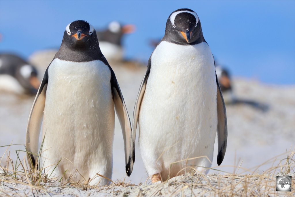 Gentoo penguins at the Yorke Point penguin colony.