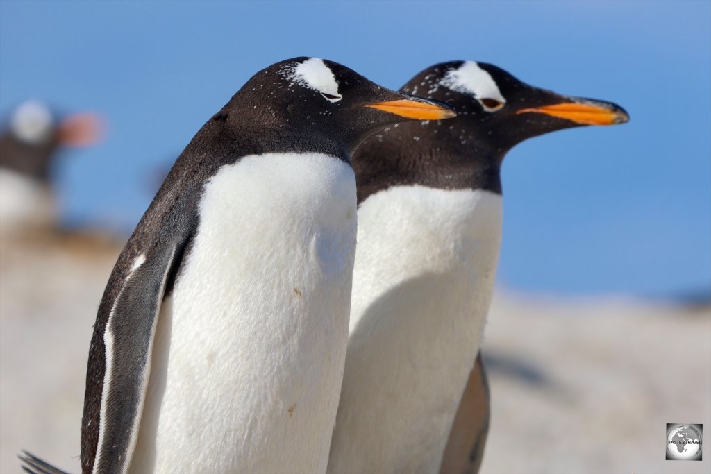 The lipstick penguin - two Gentoo penguins at Yorke Point.