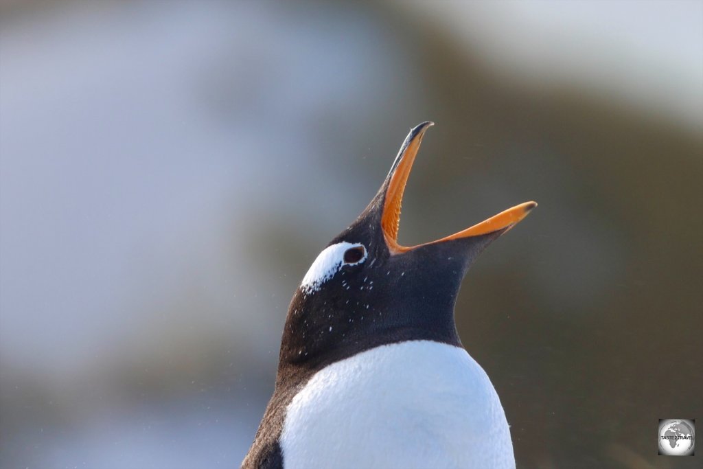 A Gentoo penguin at Yorke Point colony.