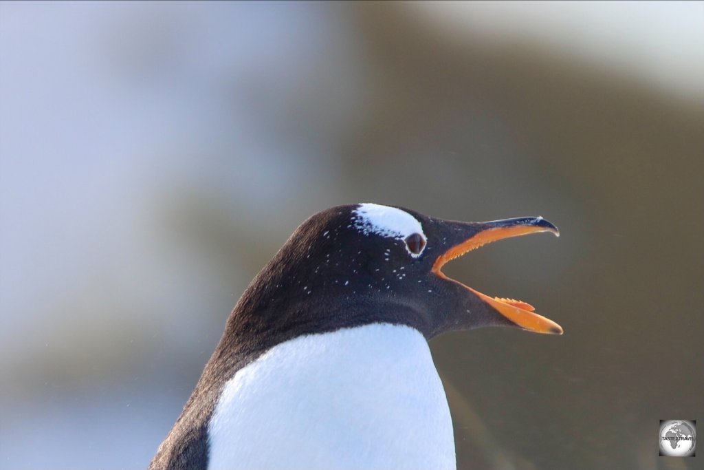 A Gentoo penguin at the Yorke Point colony.