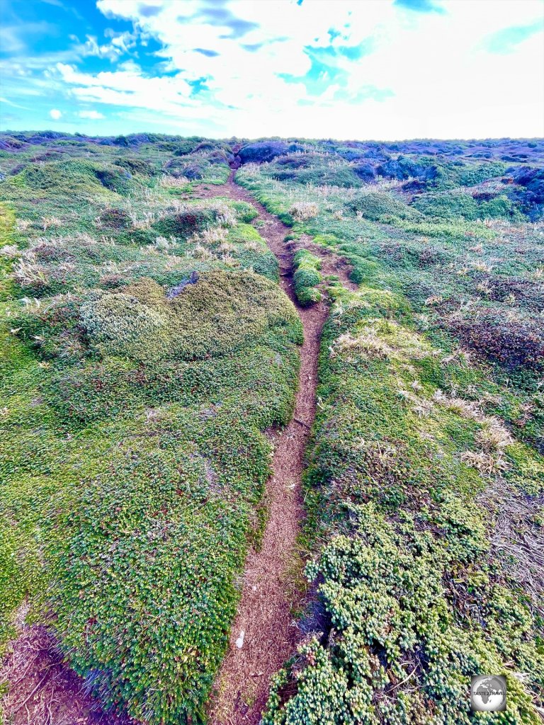 Formed by the trampling of many Magellanic penguins, a "penguin highway" at Rookery Bay.