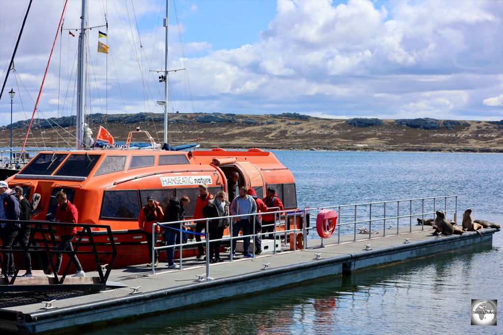 Cruise ship passengers, greeted by some friendly Southern sea lions, arriving at Stanley Port.