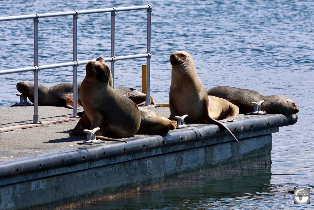 Southern Sea Lions, relaxing at Stanley jetty.