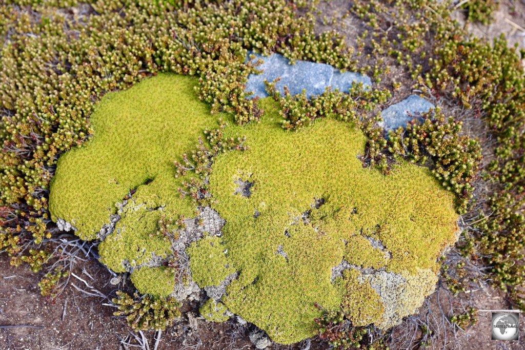 Balsam Bog is a cushion plant which can be found growing in coastal areas.