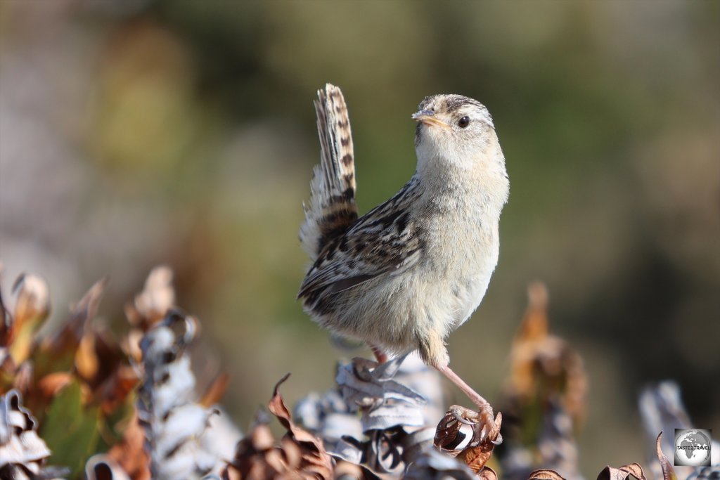 A beautiful Grass wren, posing for my camera at Gypsy cove.