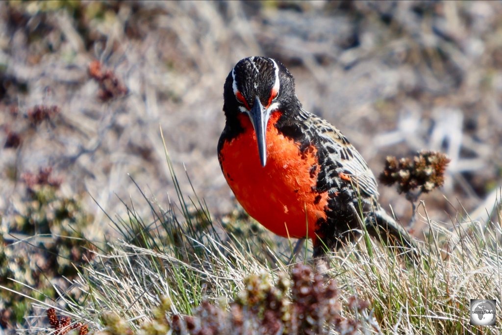 The striking Long-tailed meadowlark is a common sight on the Falkland Islands and throughout southern South America.