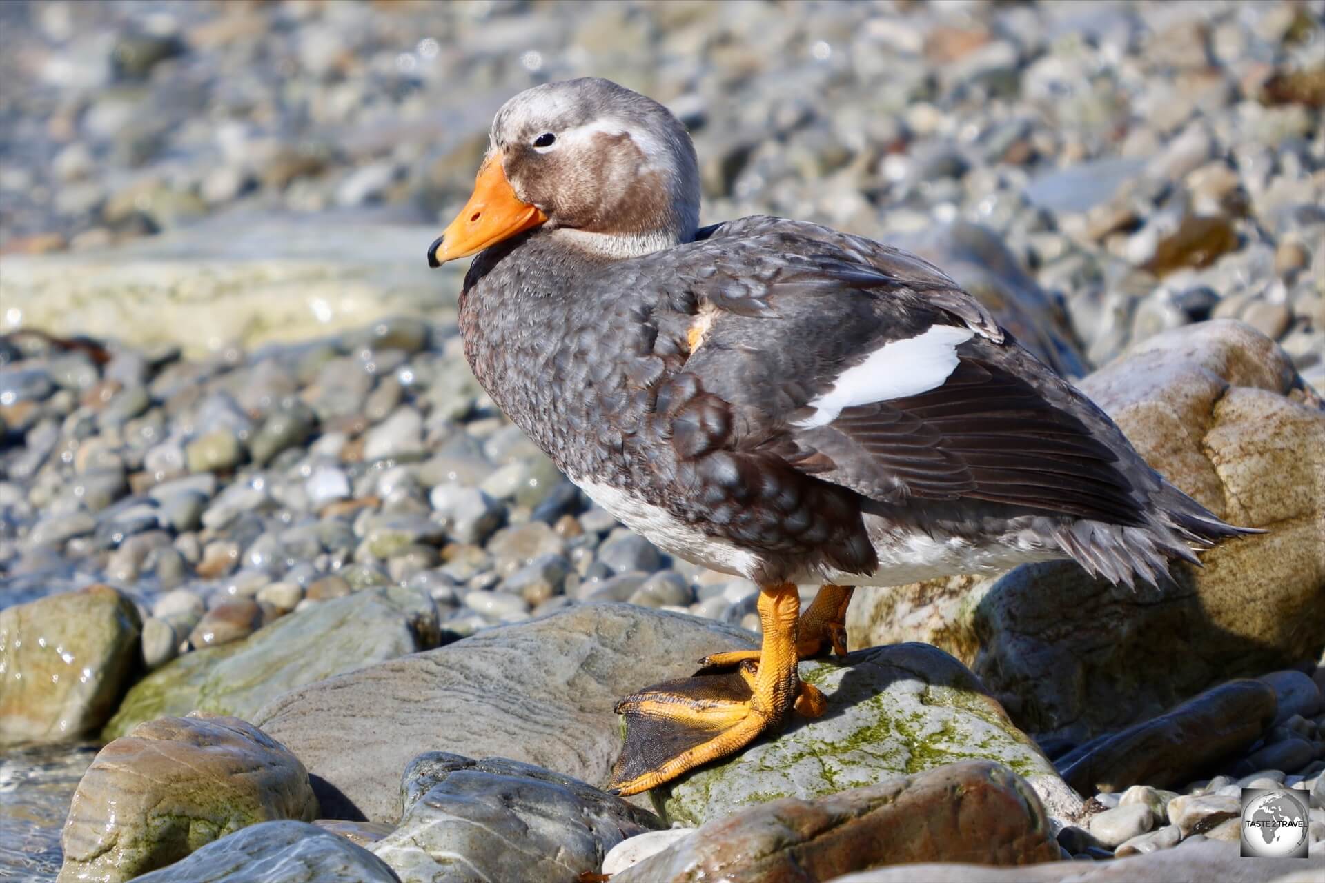 A male Falklands steamer duck photographed at Hardasa Bay.