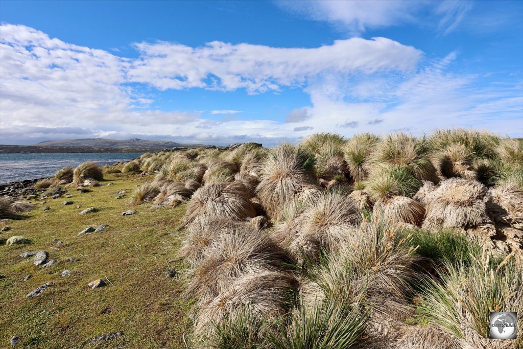 The coastline of the Falkland Islands are lined with tussac grass.