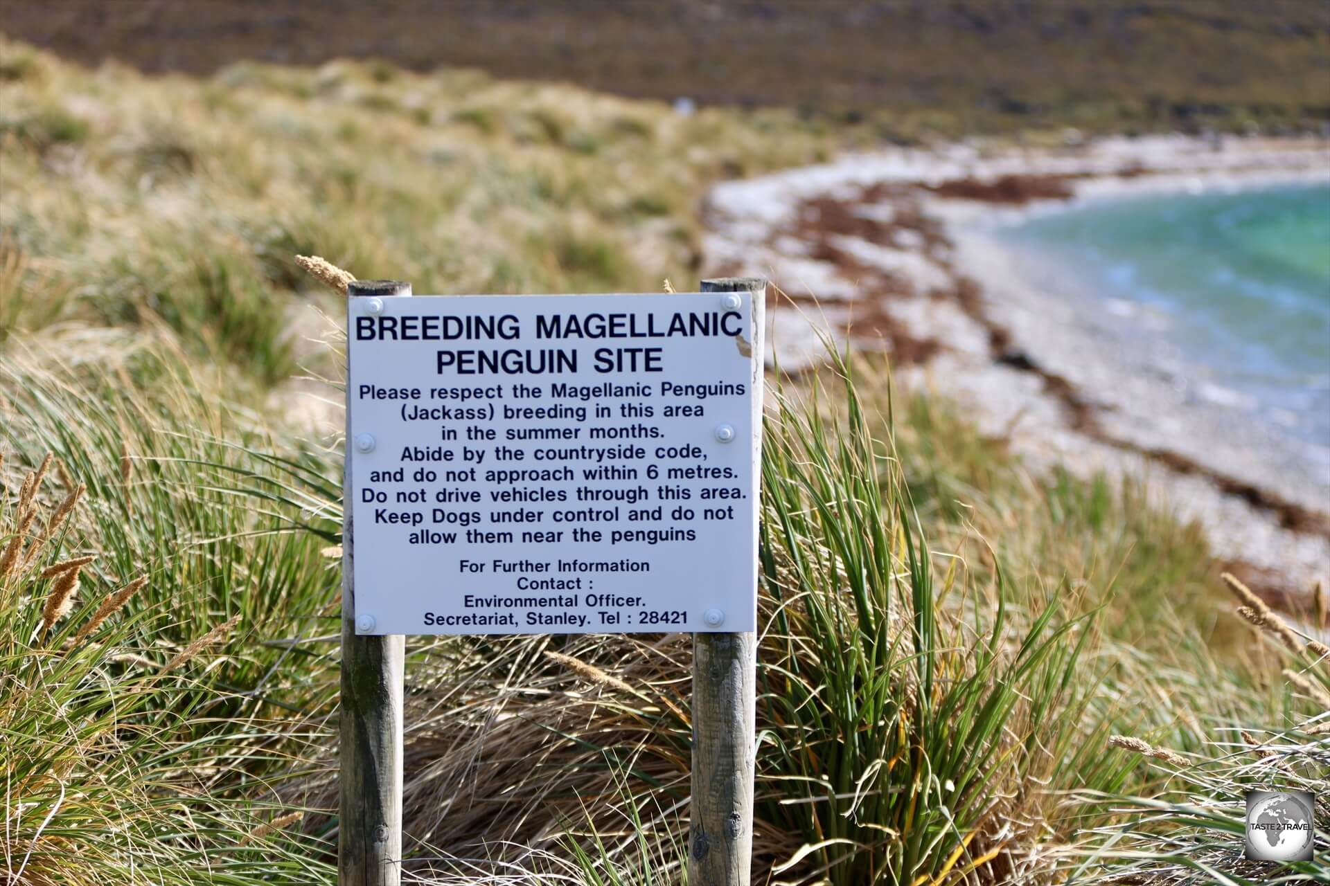 Just beyond Gypsy Cove, Hardasa Bay is a breeding ground for Magellanic penguins.