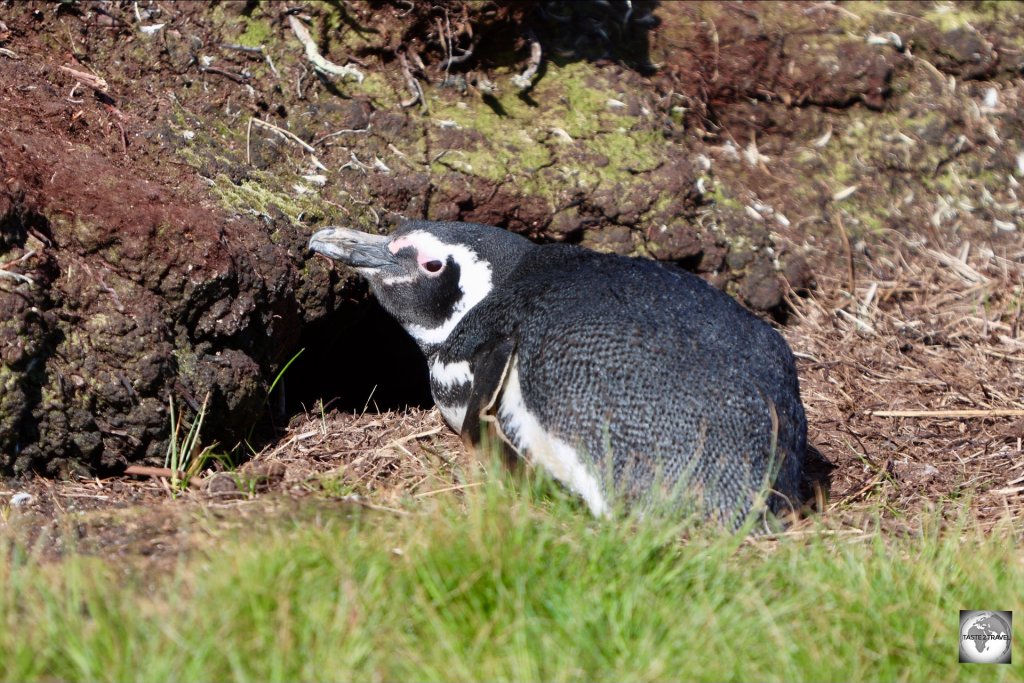 A nesting Magellanic penguin at Hardasa Bay.