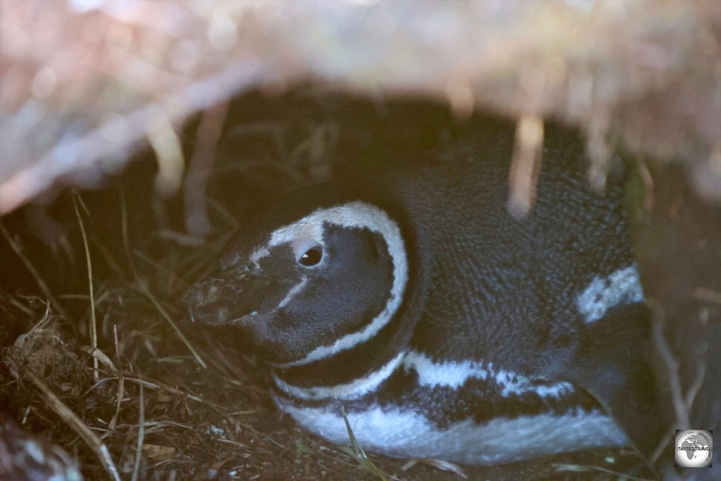 A Magellanic penguin, inside its burrow at Hardasa Bay.