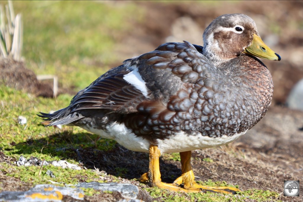 The Falkland steamer duck is one of only two bird species endemic to the Falkland Islands.