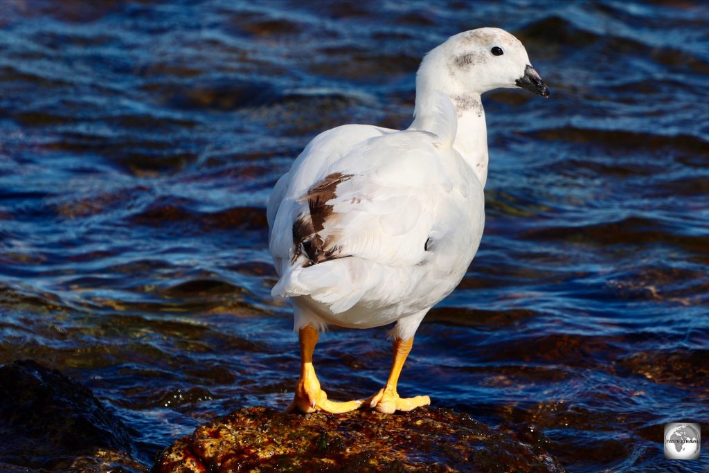 A male Kelp goose, photographed at Hardasa Bay.