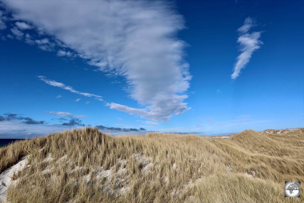 A view of sand dunes covered with tussac grass at Yorke Bay.