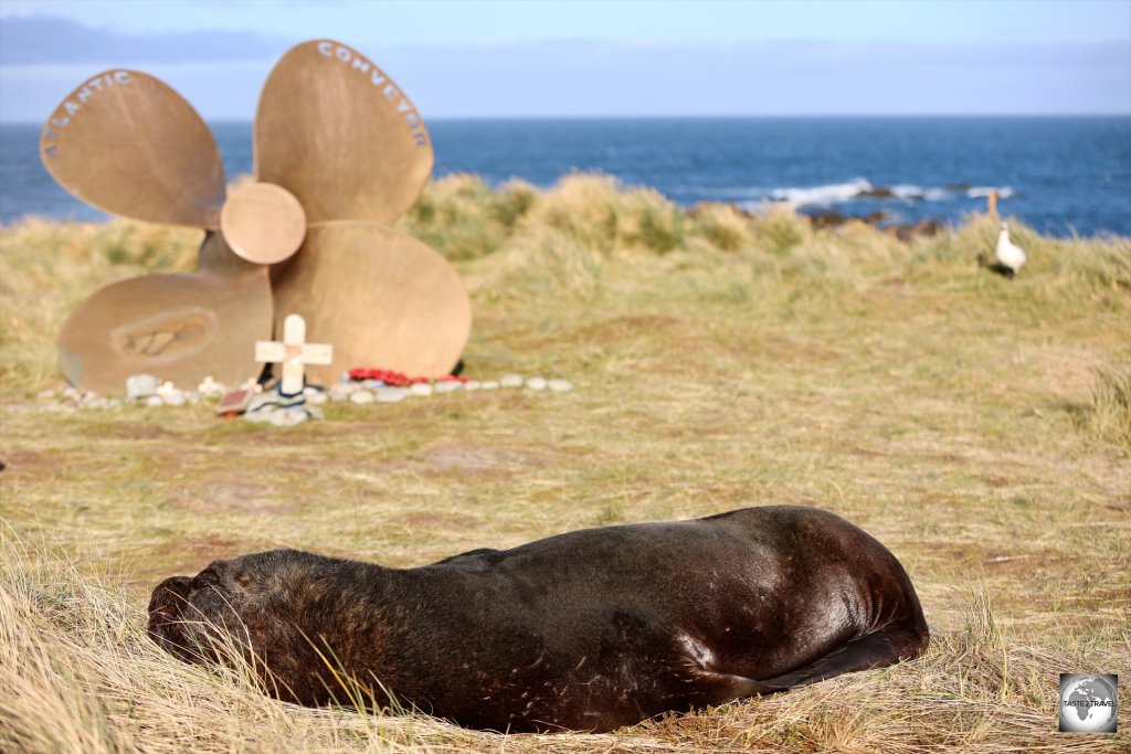 A male Southern sea lion, resting in front of the Atlantic Conveyor memorial at Cape Pembroke.