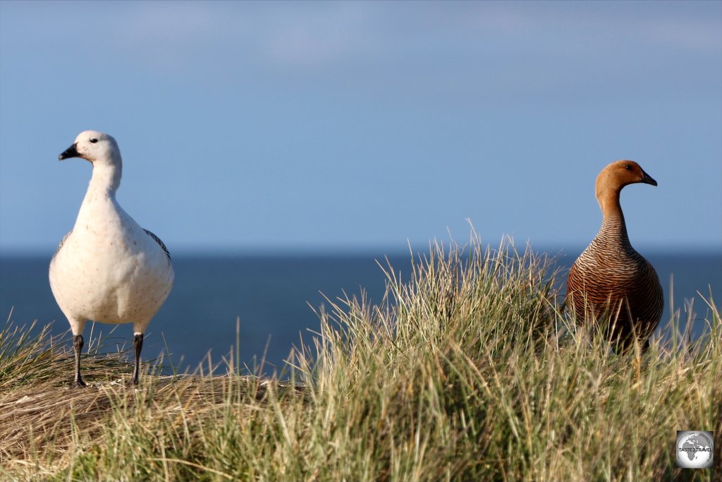 A male (left) and female Upland Goose at Cape Pembroke.