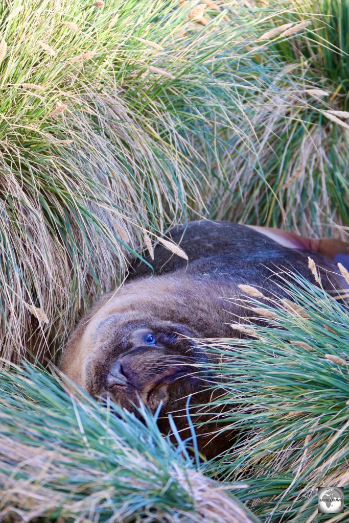 A resting male Southern sea lion, loving his comfortable tussac grass bed at Cape Pembroke.
