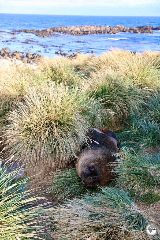 The tussac grass which covers the slopes of Cape Pembroke is a popular haul-out spot for resting Southern sea lions.
