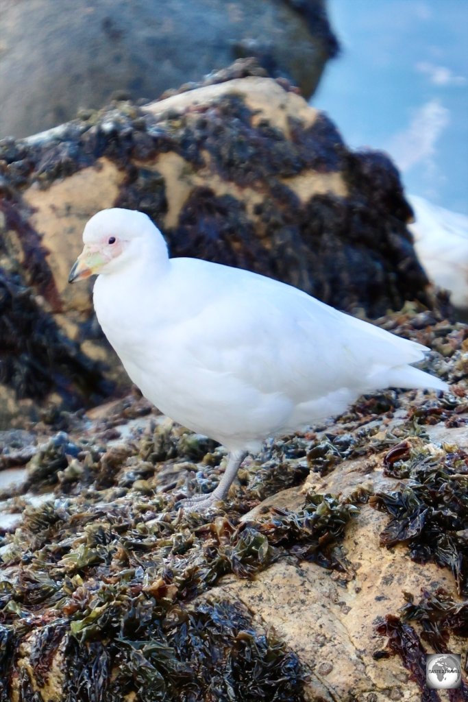A Snowy sheathbill, photographed at Cape Pembroke.