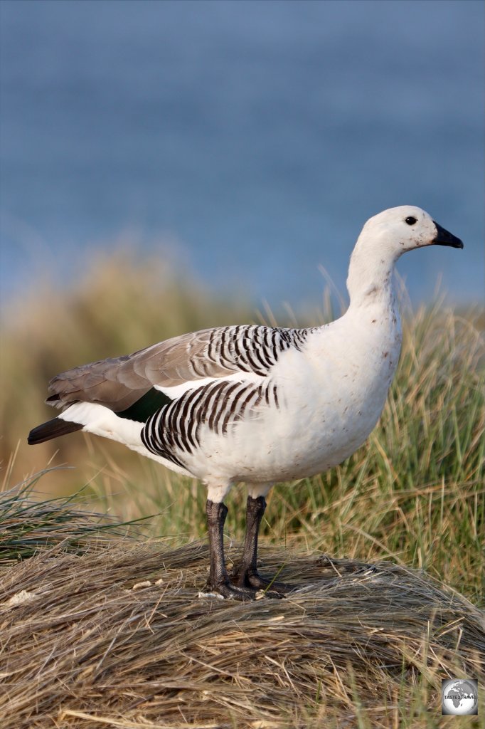 A male Upland Goose at Cape Pembroke.