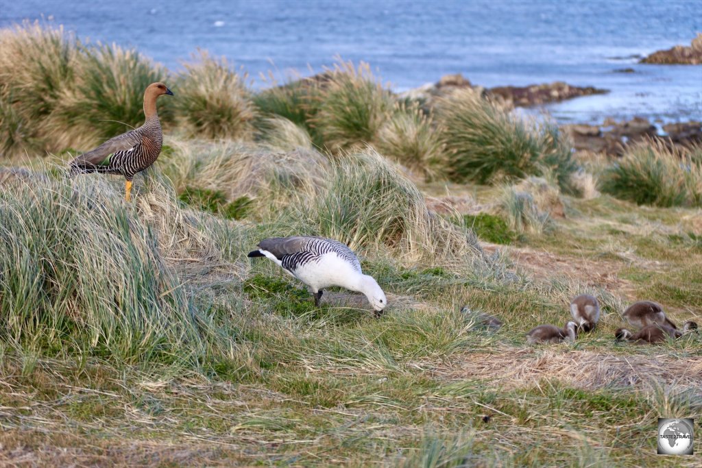 An Upland Goose family at Cape Pembroke, with the female at left, male in the middle and chicks on the right.