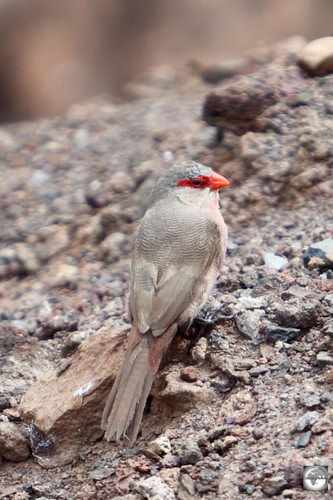 The Common waxbill, also known as the St Helena waxbill, is thought to have been introduced as a caged bird in the late 18th Century.