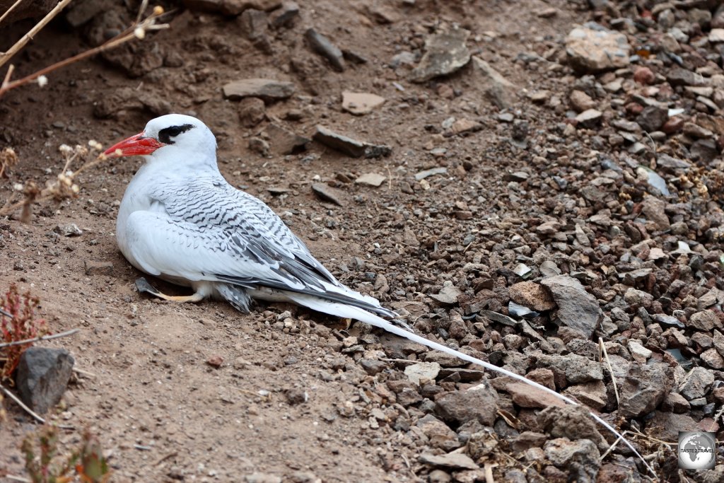 A Red-billed tropicbird, nesting on the cliff above Jamestown.