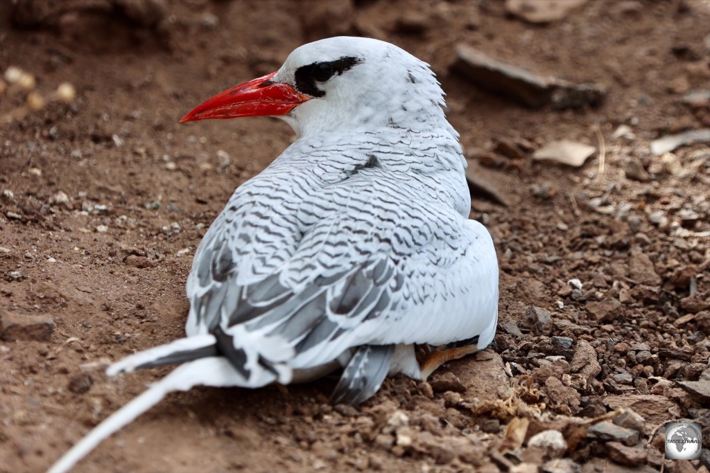 A Red-billed tropicbird, nesting on the cliff above Jamestown, next to Jacob's Ladder.
