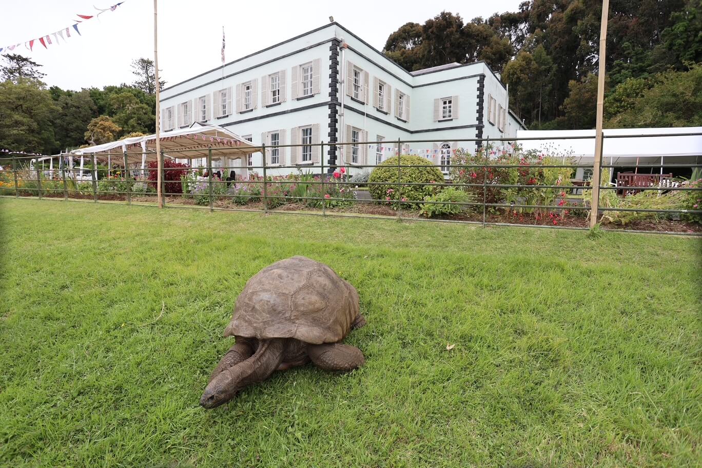 Plantation House is the official residence of the Governor and Jonathan the Tortoise.