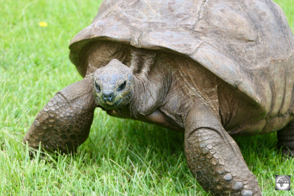 Jonathan the Tortoise arrived on Saint Helena from the Seychelles in 1882.