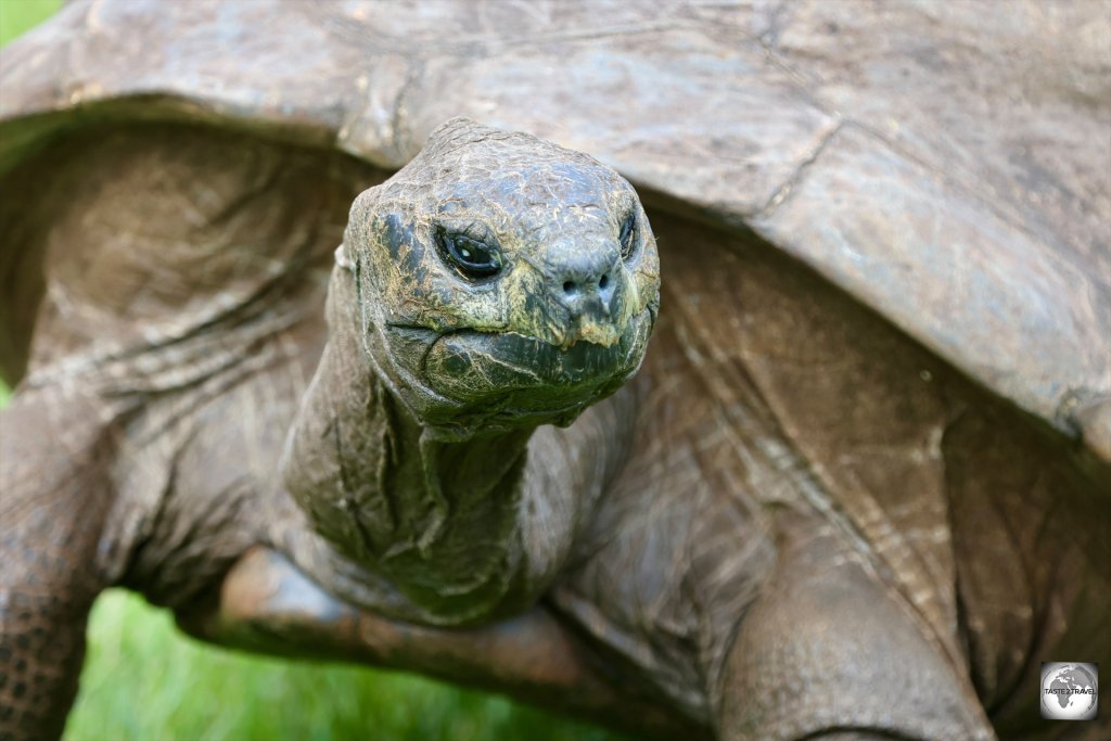 The world's oldest living creature, Jonathan the Tortoise is celebrating his 193rd birthday in 2025.