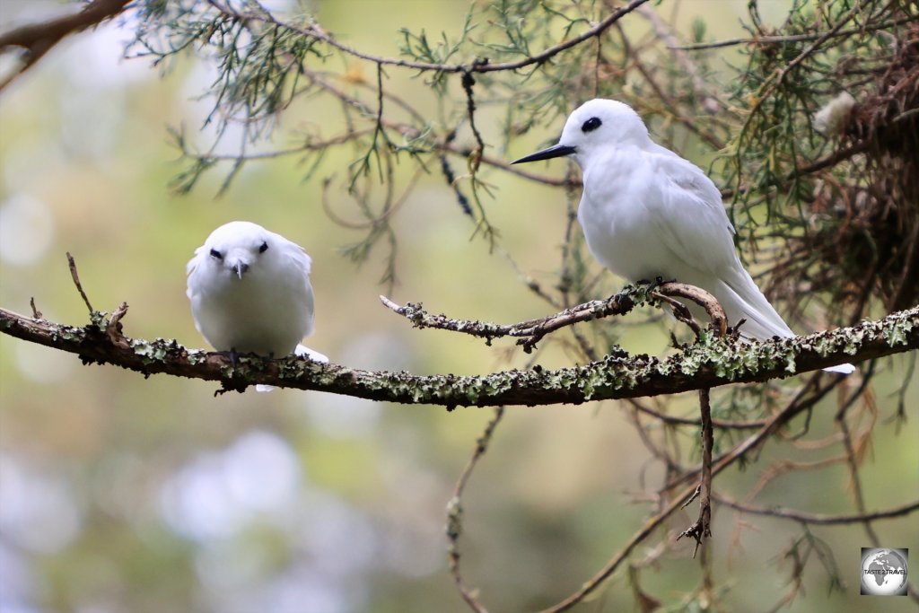 Saint Helena is a refuge for many sea birds, including these two White terns.