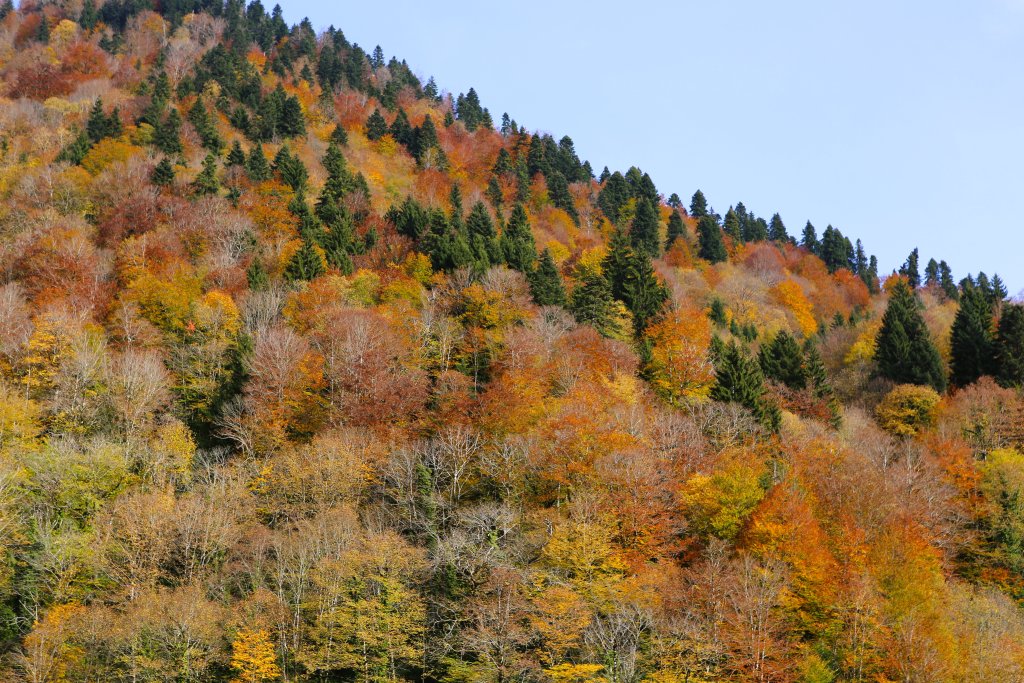 A colourful autumn landscape, in the Svaneti region of the Caucasus Mountains.