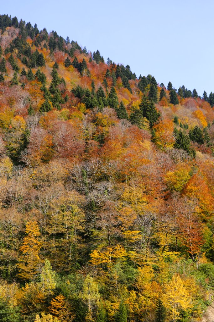 A colourful autumn landscape, in the Svaneti region of the Caucasus Mountains.