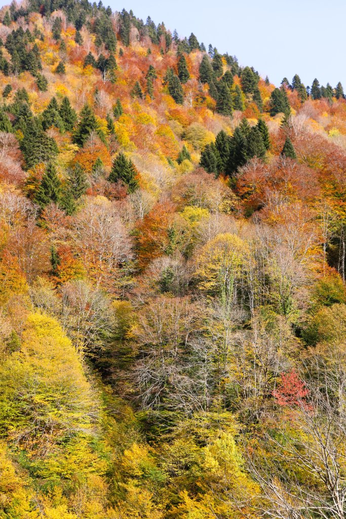 Driving through the colourful Caucasus Mountains during autumn is very picturesque.