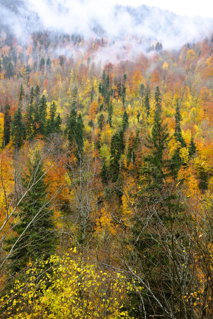 The Caucasus Mountains in the Sveneti region come alive during Autumn with an explosion of colour.