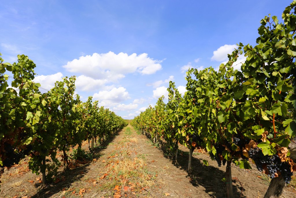 A winery, on the road to Comrat, the capital of Gagauzia.
