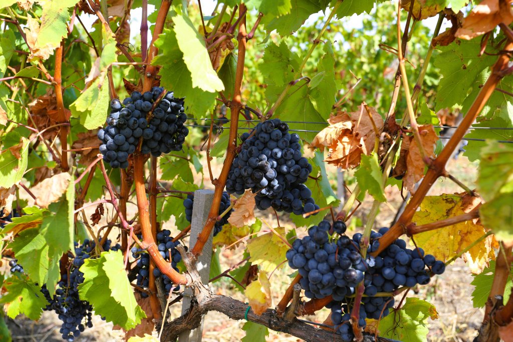 Red wine grapes, ready to be harvested at a winery in Gagauzia.